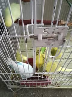 Australian Parrett 04 pair with cage