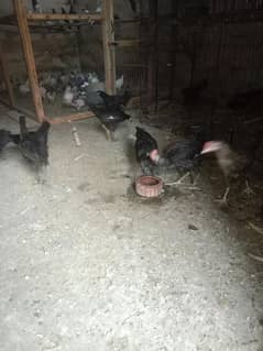 hens for sale