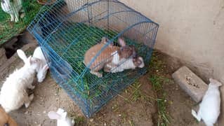 Breeder