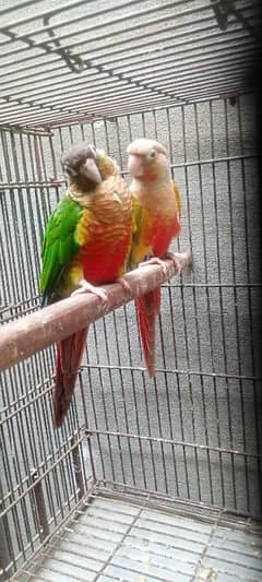 Breeder pair