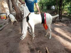 rajan puri bakri