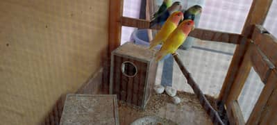 for sale love birds with DNa or cage on very reasonable 30k only 14k.
