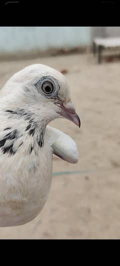 sialkoti
