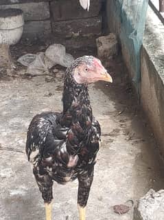 PURE ASEEL PATHA FOR SALE