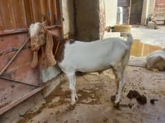 Pake Kheere Sindhi mix nasal activd