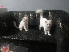 Male and Female