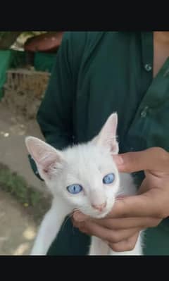 cat baby