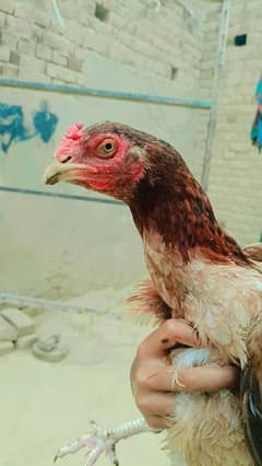 Aseel murgi with two chiks