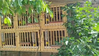 Hen cage furnished ( Fancy poultry)