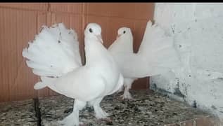 Lakky Kabootar Fancy Pigeon Pair