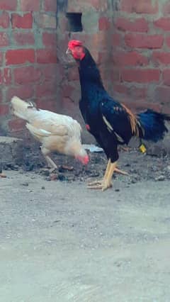 2 thai aseel with 2 thai hens with 7 thai chicks