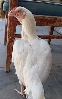 heera