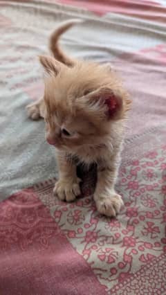 Persian kittens