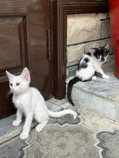 Persian