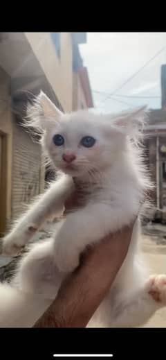 Persian kitten