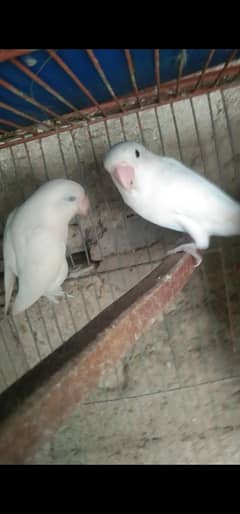 Albino