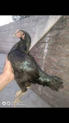 aseel femal full black