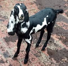pure beetal bakri 5 months age