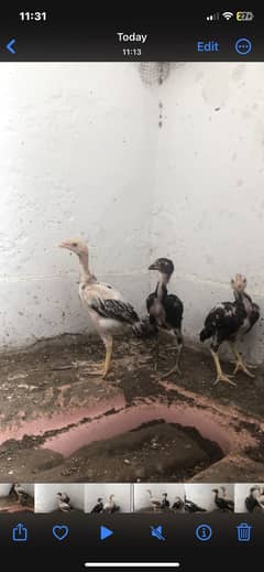 Aseel chicks for sale