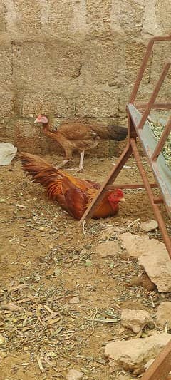 aseel hen