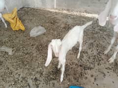 goat female baby for sale