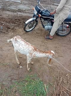 makhi