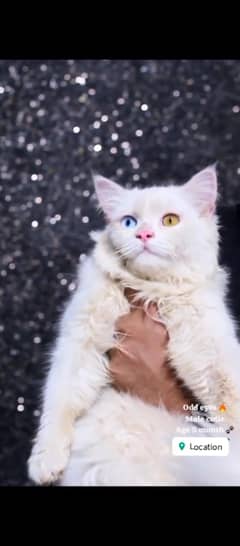 Pure  Persian  Kitten Tripple Cotted