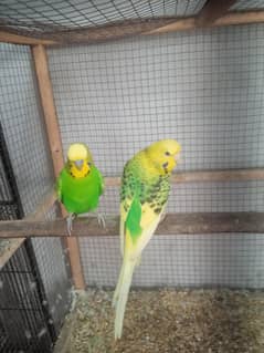 Birds house