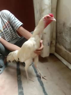 ye aik aseel mianwali nasaal murga hai