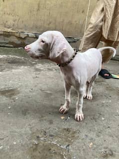 gol tear puppy For sale 4 month
