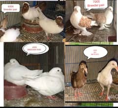 Fancy pigeons | Jacobin | frill back | nun | danish | king | owl