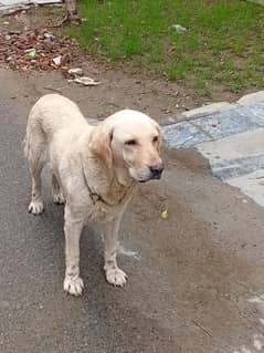 found colour Labrador female British lab 0322-4432256  WhatsApp