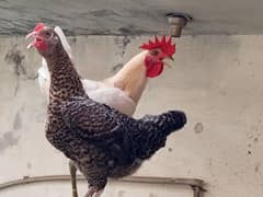it is very beautiful and very charming birds