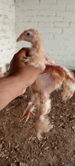 Buff chiks