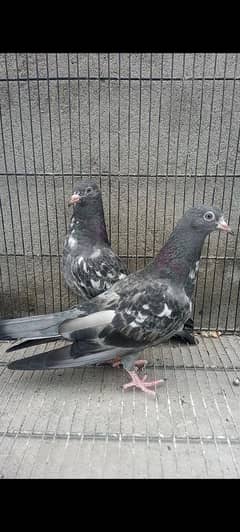 BREEDER PIGEONS