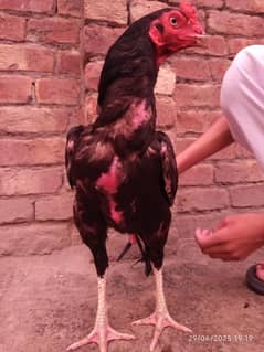 Aseel Amroha or Mainwali