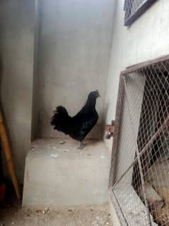 ayam