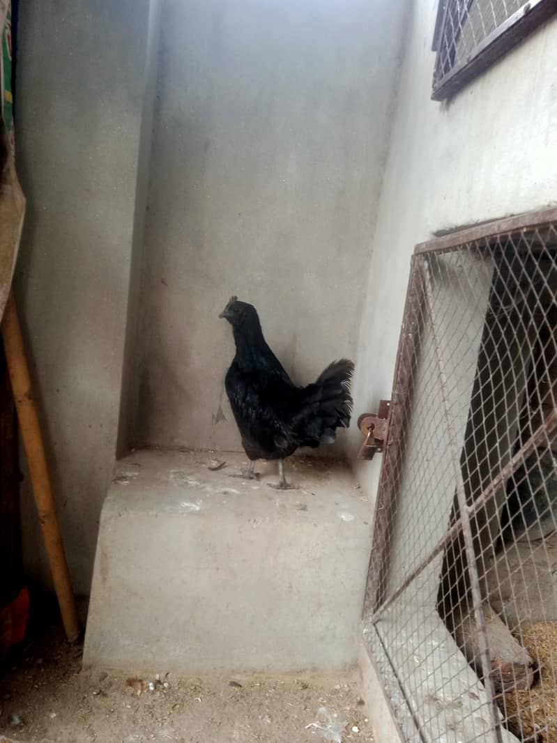 ayam cemani Gary tango female 03004245714 1