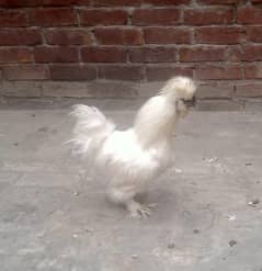 white silky breeder male 03004245714
