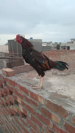 Pure Aseel khane ka liya