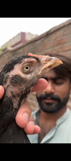High Quality Mushki Lasani