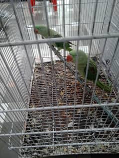 parrot