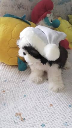 Shihtzu