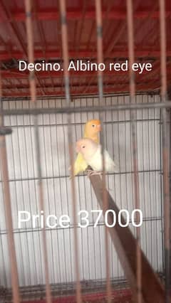 parrot