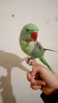 Raw parrot
