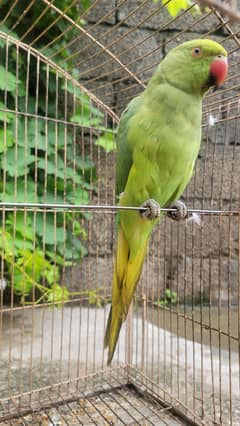 Green Ringneck Female