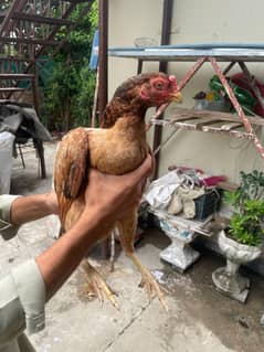 pure Aseel for sale