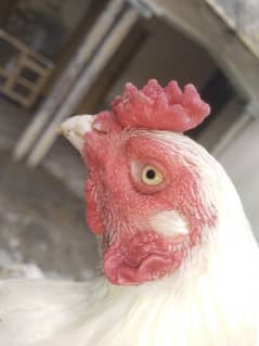 High quality heera aseel chick available