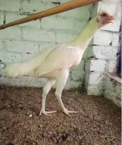 White Hera pure