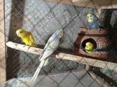 budgie Bird